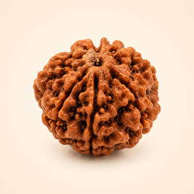Rudraksha