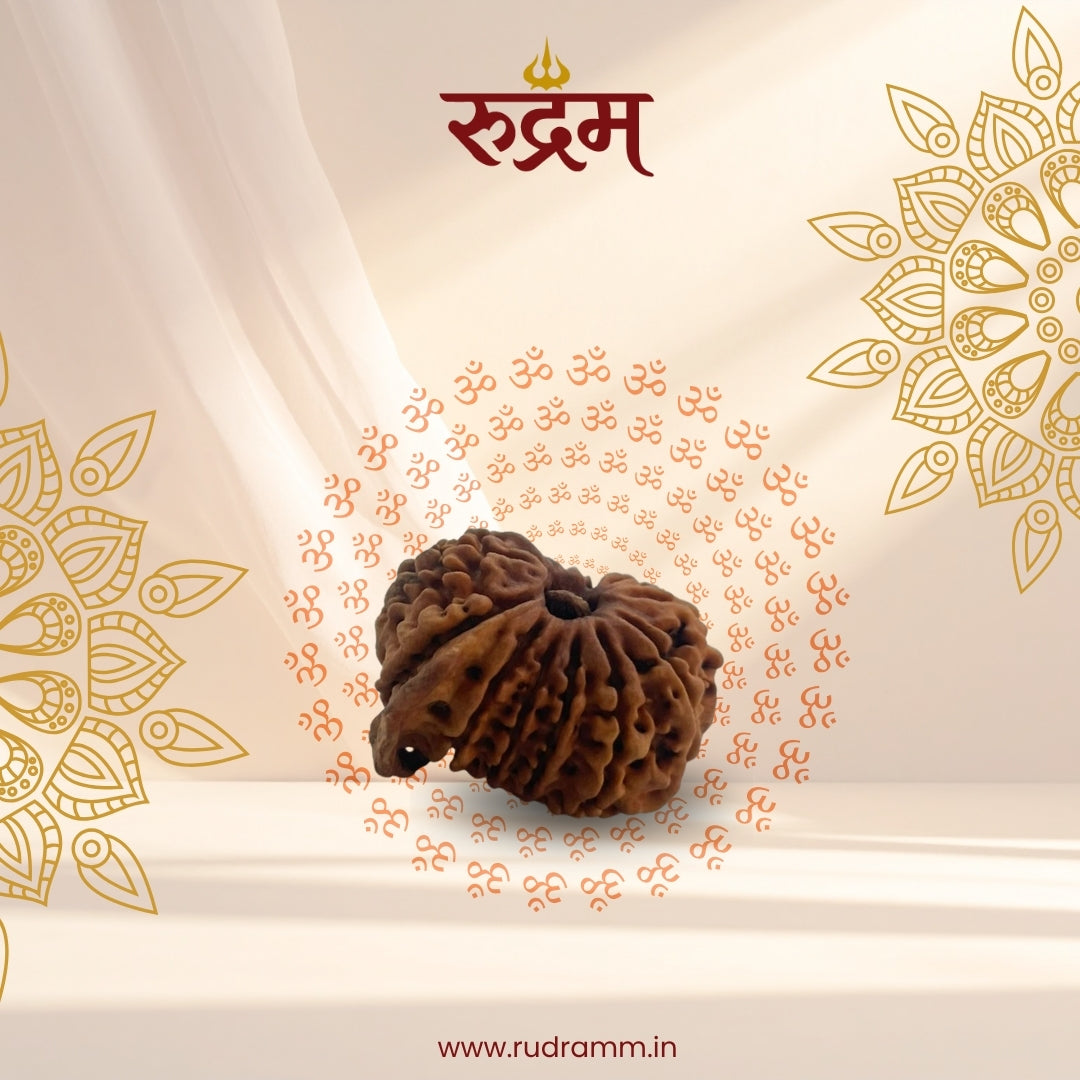 Ganesh Mukhi Rudraksha