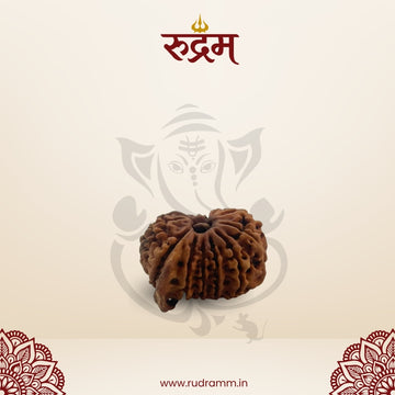 Ganesh Mukhi Rudraksha