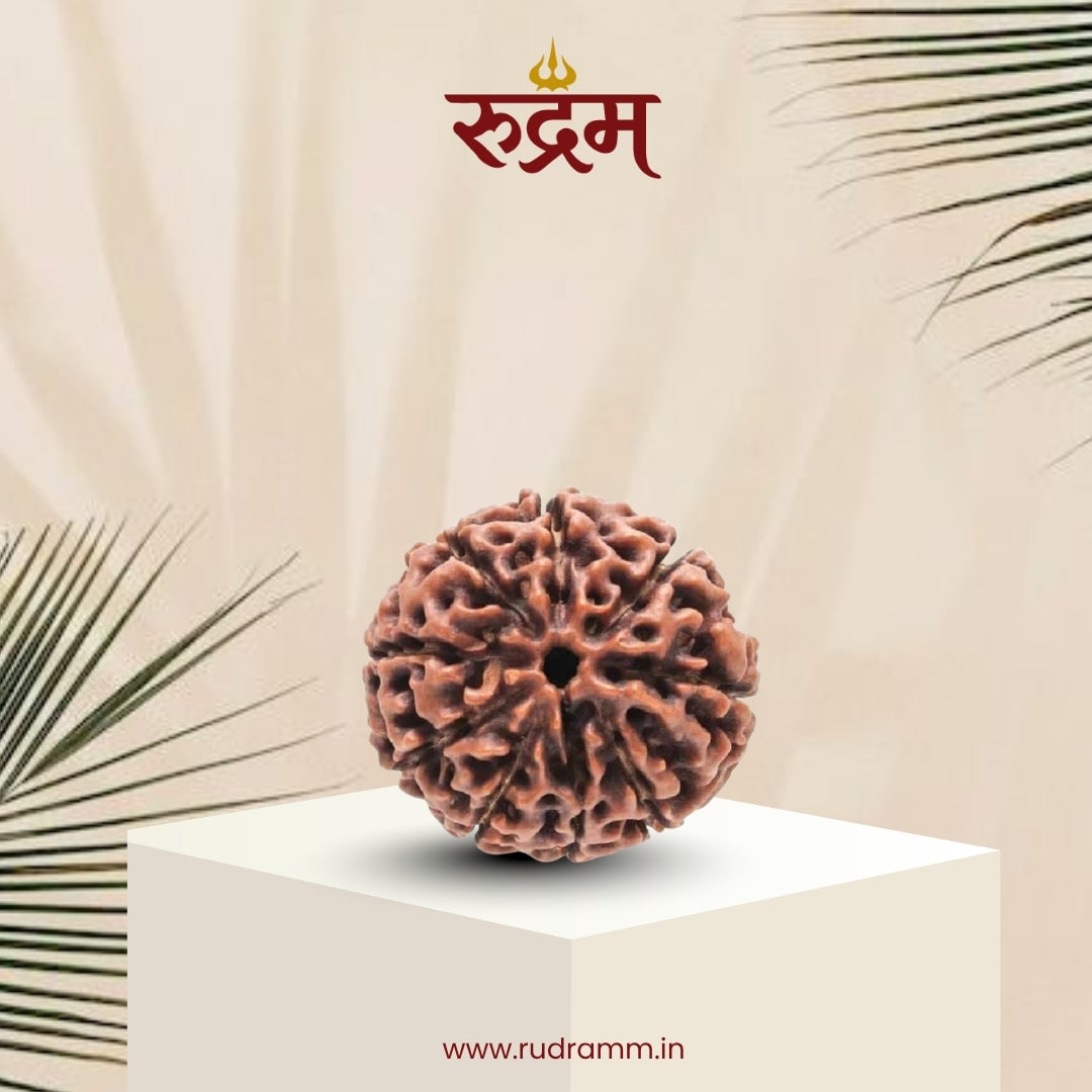 9 Mukhi Mudraksha