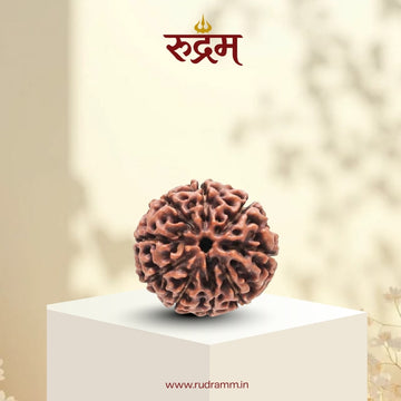9 Mukhi Mudraksha