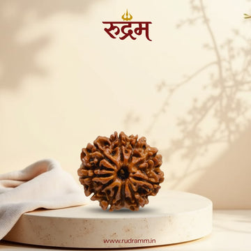 10 Mukhi Rudraksha
