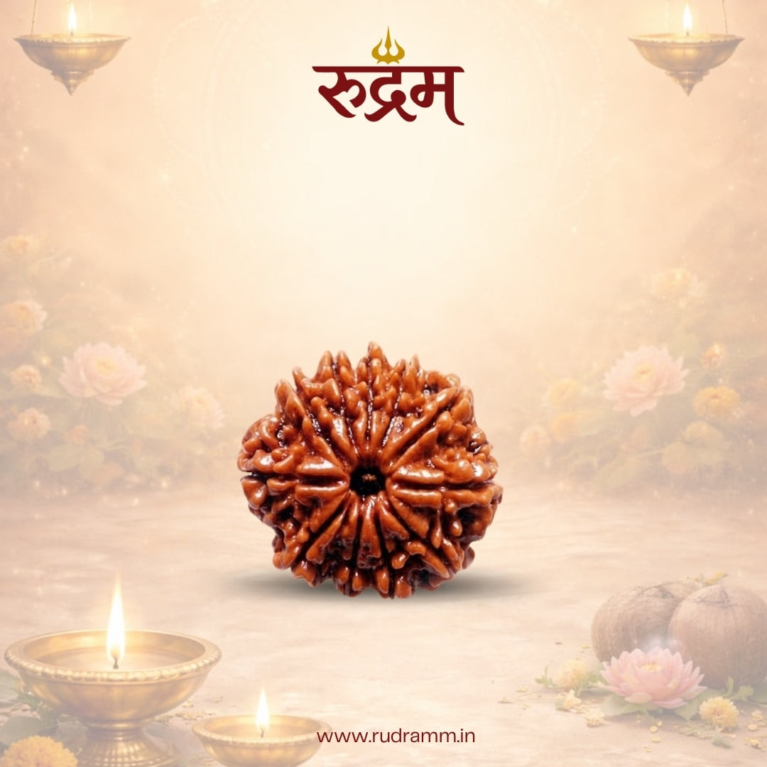 11 mukhi rudraksha