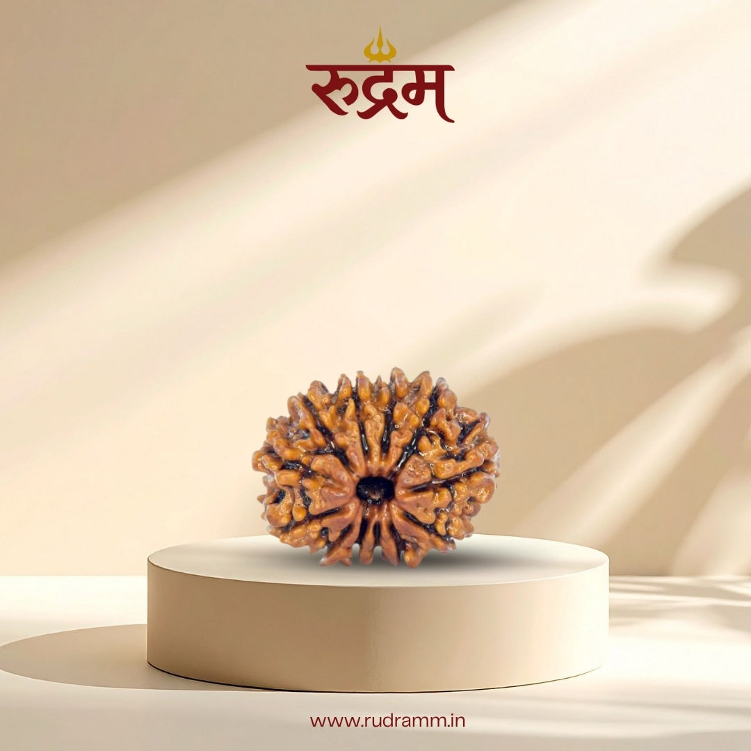12 Mukhi Rudraksha