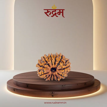 12 Mukhi Rudraksha