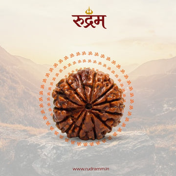 13 Mukhi Rudraksha