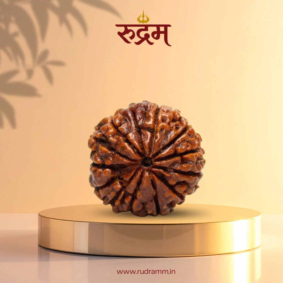 13 Mukhi Rudraksha