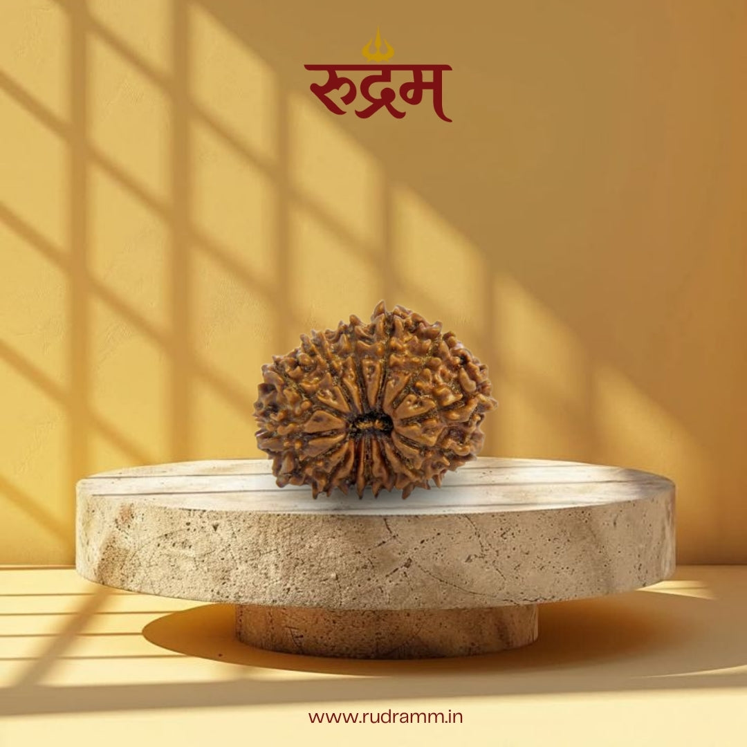 14 Mukhi Rudraksha