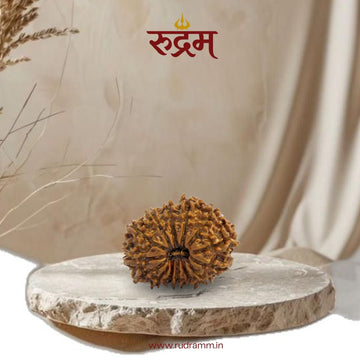 14 Mukhi Rudraksha