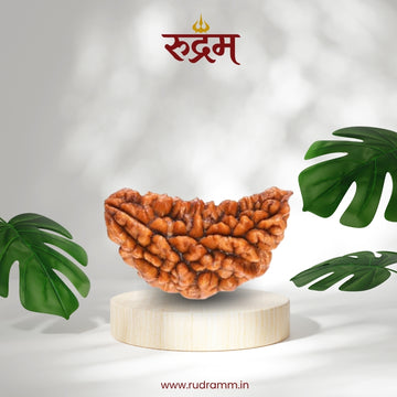 1 mukhi rudraksha