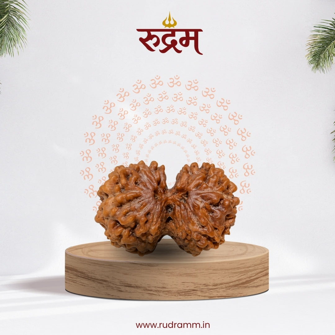 gauri shaknar rudraksha