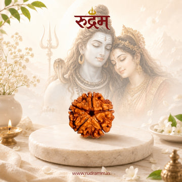 5 Mukhi Nepali Rudraksha