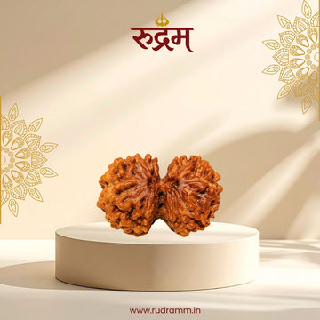 gauri shaknar rudraksha