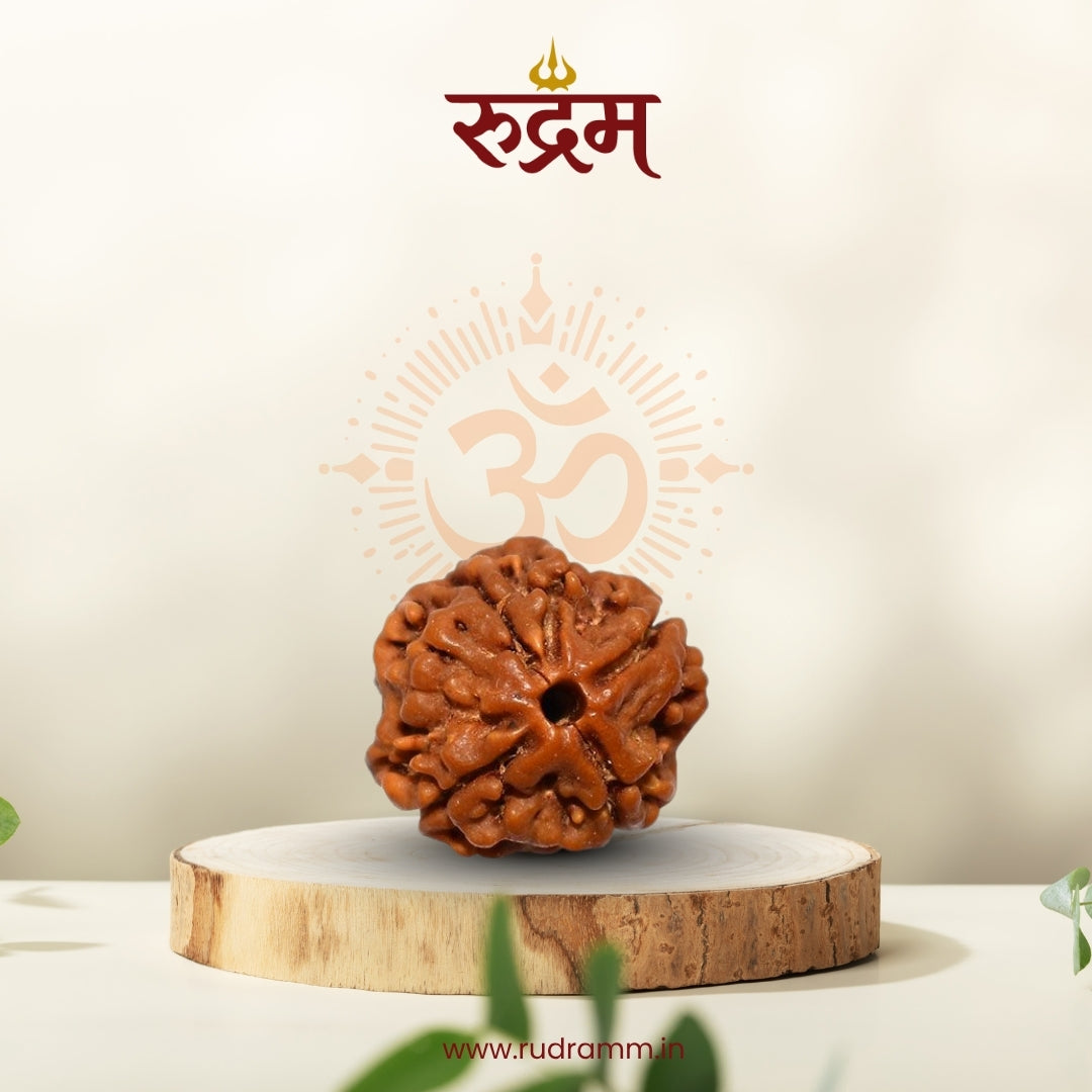 4 Mukhi Rudraksha