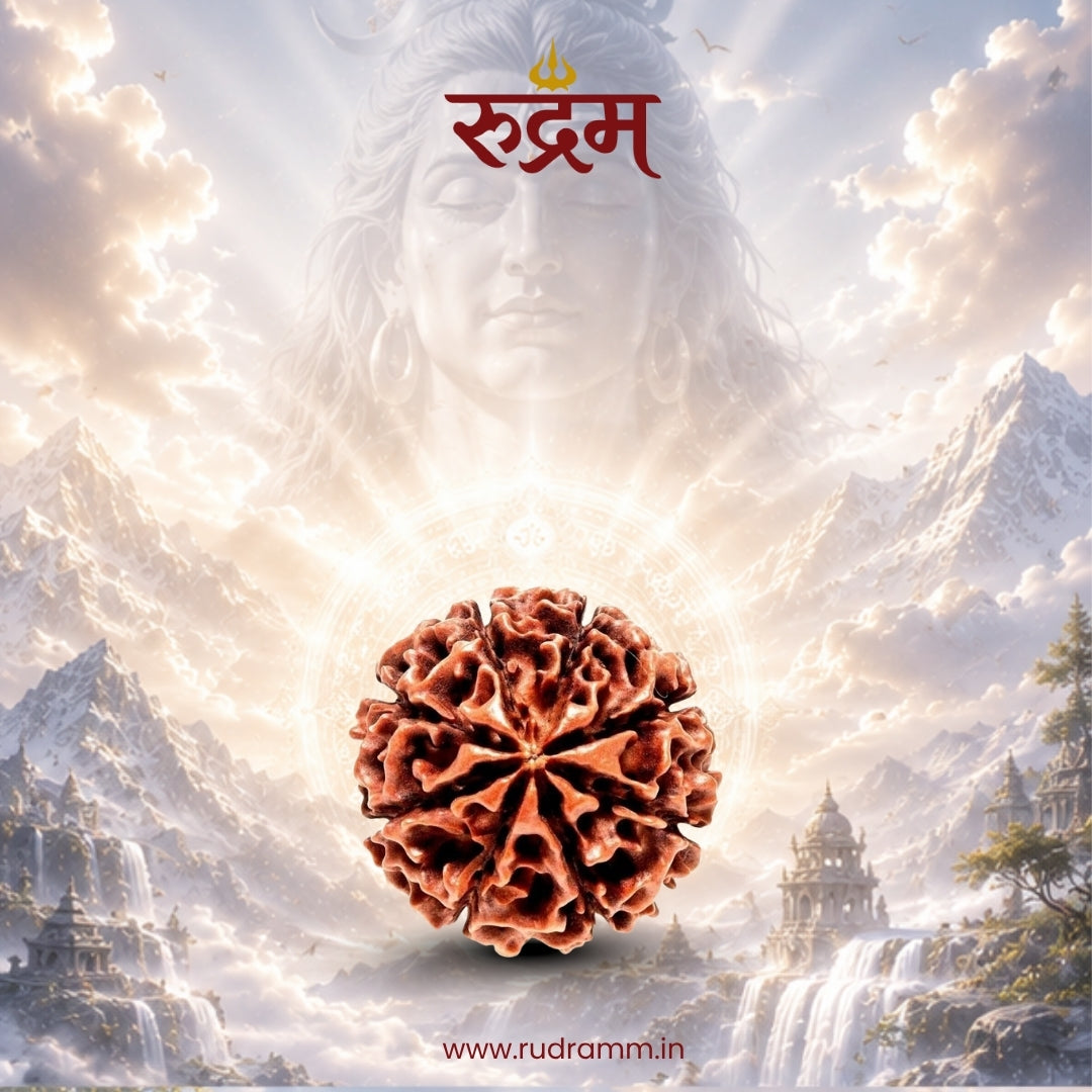 6 Mukhi Rudraksha