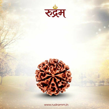 6 Mukhi Rudraksha