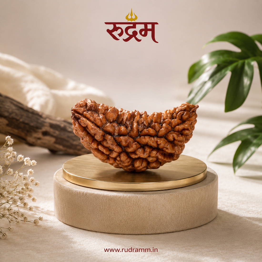 1 mukhi rudraksha