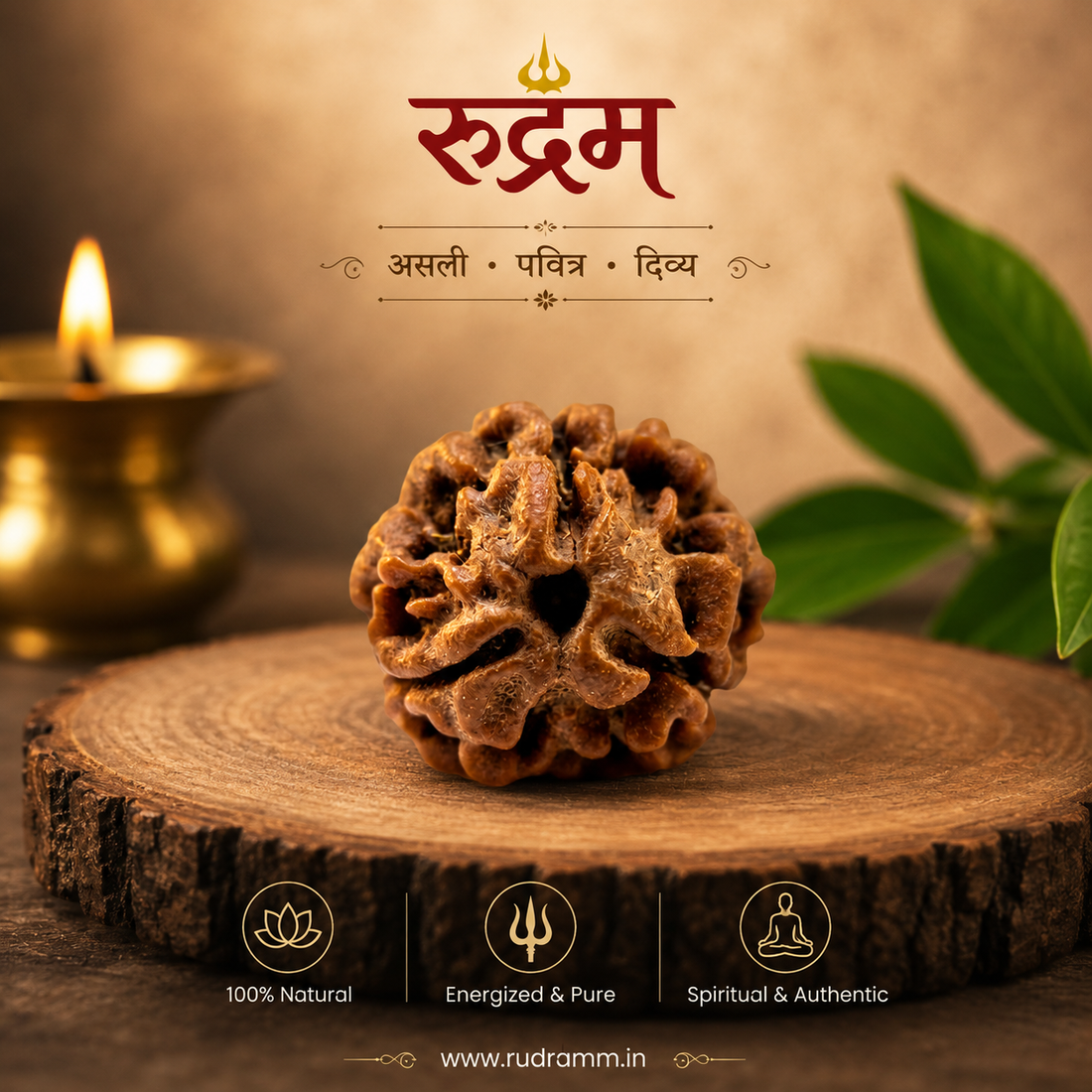 3 Mukhi Rudraksha